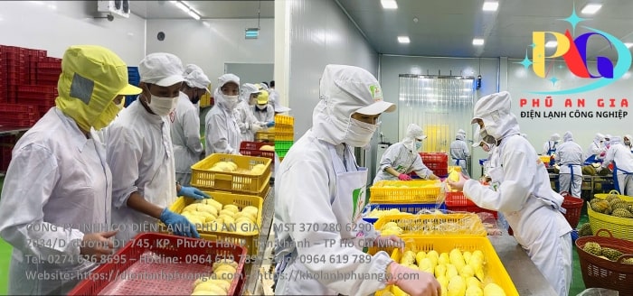 Kho cấp đông sầu riêng