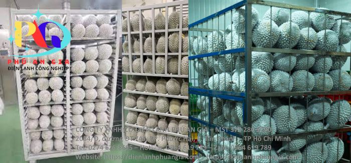 Kho cấp đông sầu riêng