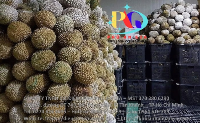 Kho cấp đông sầu riêng